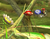 BrawlPellet.png